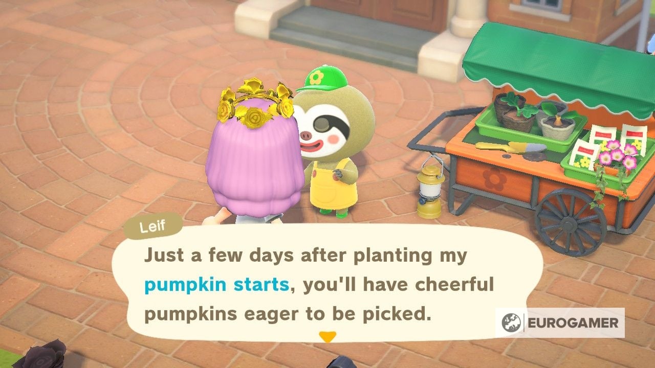 Animal Crossing Pumpkins How to grow pumpkins, pumpkin colours and how